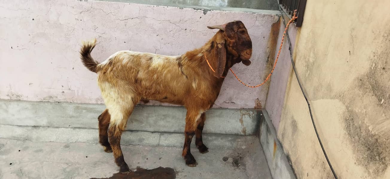 sindhi bakra 1