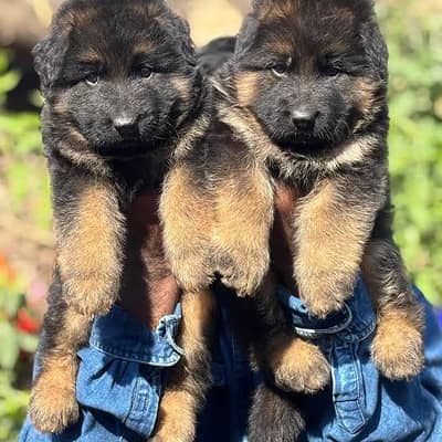 German shepherd puppy available