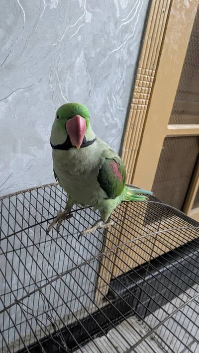 Raw Alexender parrot for sale