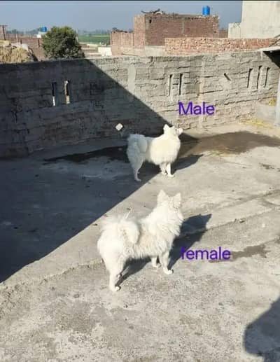 Russian Long Coat Male