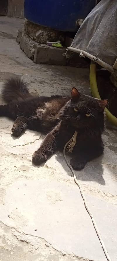 breedar male cat for sale