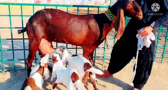 3 Bacchon Ka Sath Desi Bakri For Sale/ 03102718718
