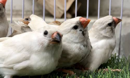 Mix mutation young pieces