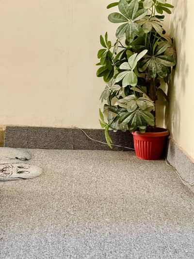 Olampia synthetic carpet machine made