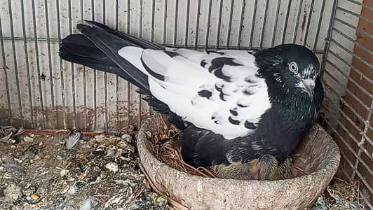 kabli kabotar for sale