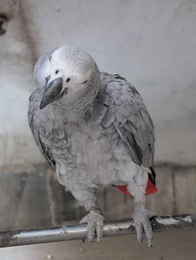 grey parrot talking female with dna