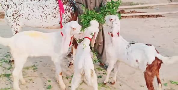 Makkah chini Bakri Our 3 Bacchon Ka Sath Urgent for sale/ _03102718718