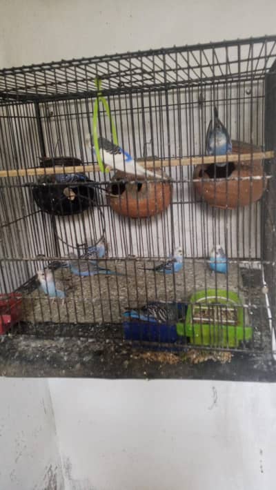 stulin parits 15/16 pes ha bredar ha agg be da rah ha bacha be