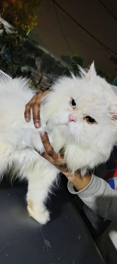 full haldi 3 kod Mel available for stud