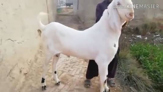 Mashallah full height me kamal ka Bakra for sale/ _03102718718