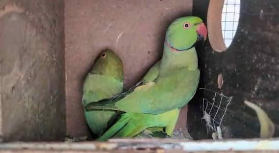 Green parrot