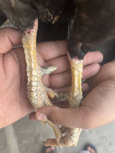 3 aseel patay for sale location taxila