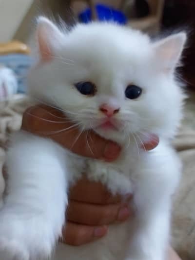 High Quality Persian Kittens