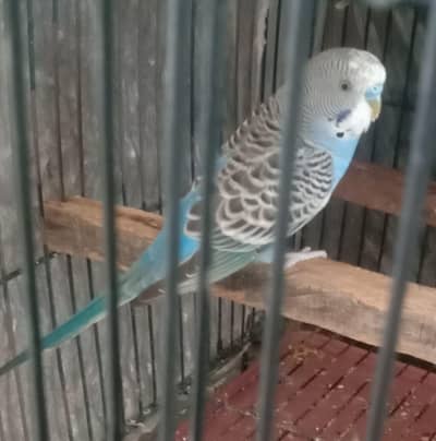 Austrialian Parreot For Sale 4pcs Male Healthy and Beautifull