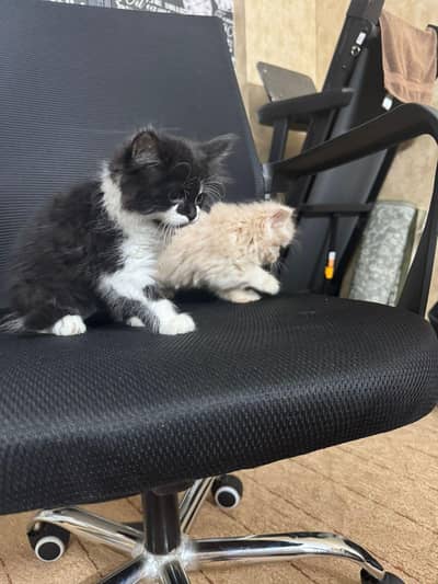 persian kittens pair