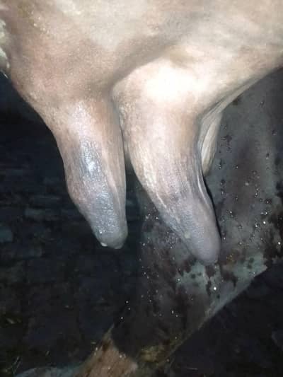 for sale chsky Aly door door rhoo