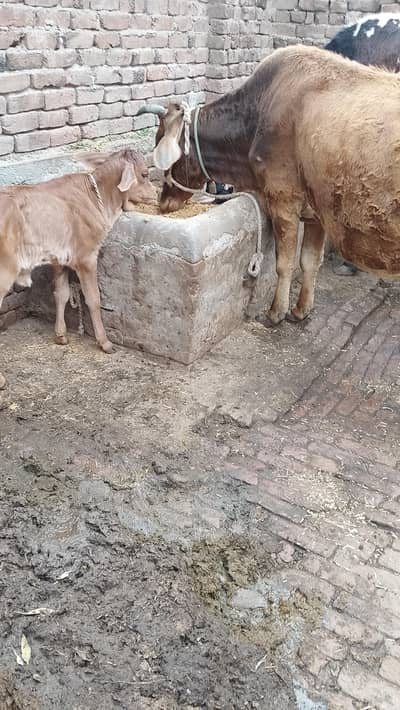 تازہ سوئی گاۓساتھ بچری دودھ14کلو