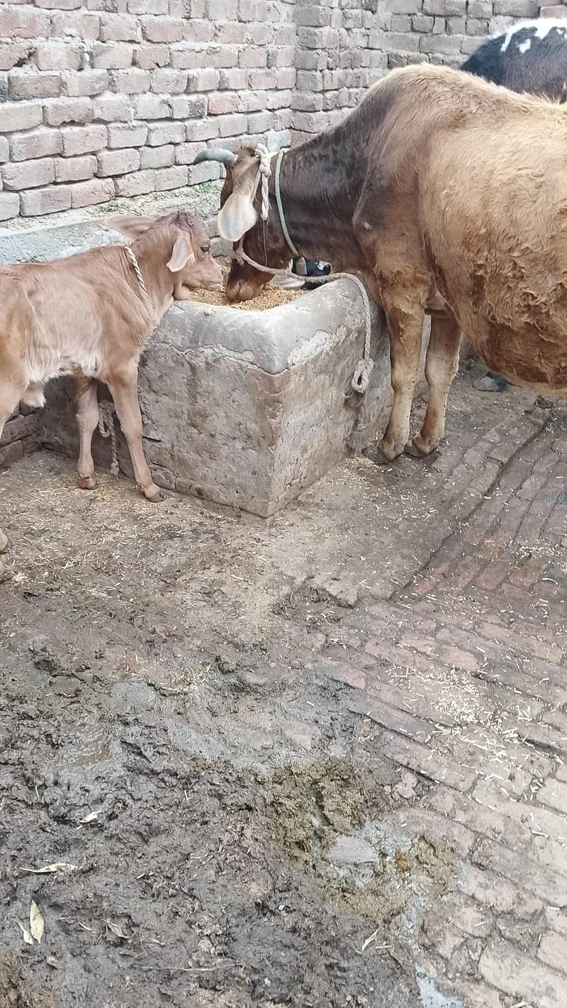 تازہ سوئی گاۓساتھ بچری دودھ14کلو 0