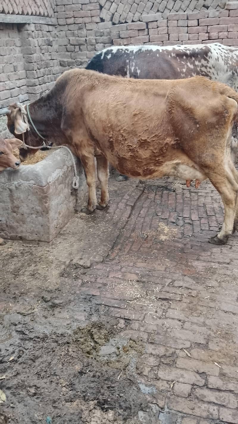 تازہ سوئی گاۓساتھ بچری دودھ14کلو 1