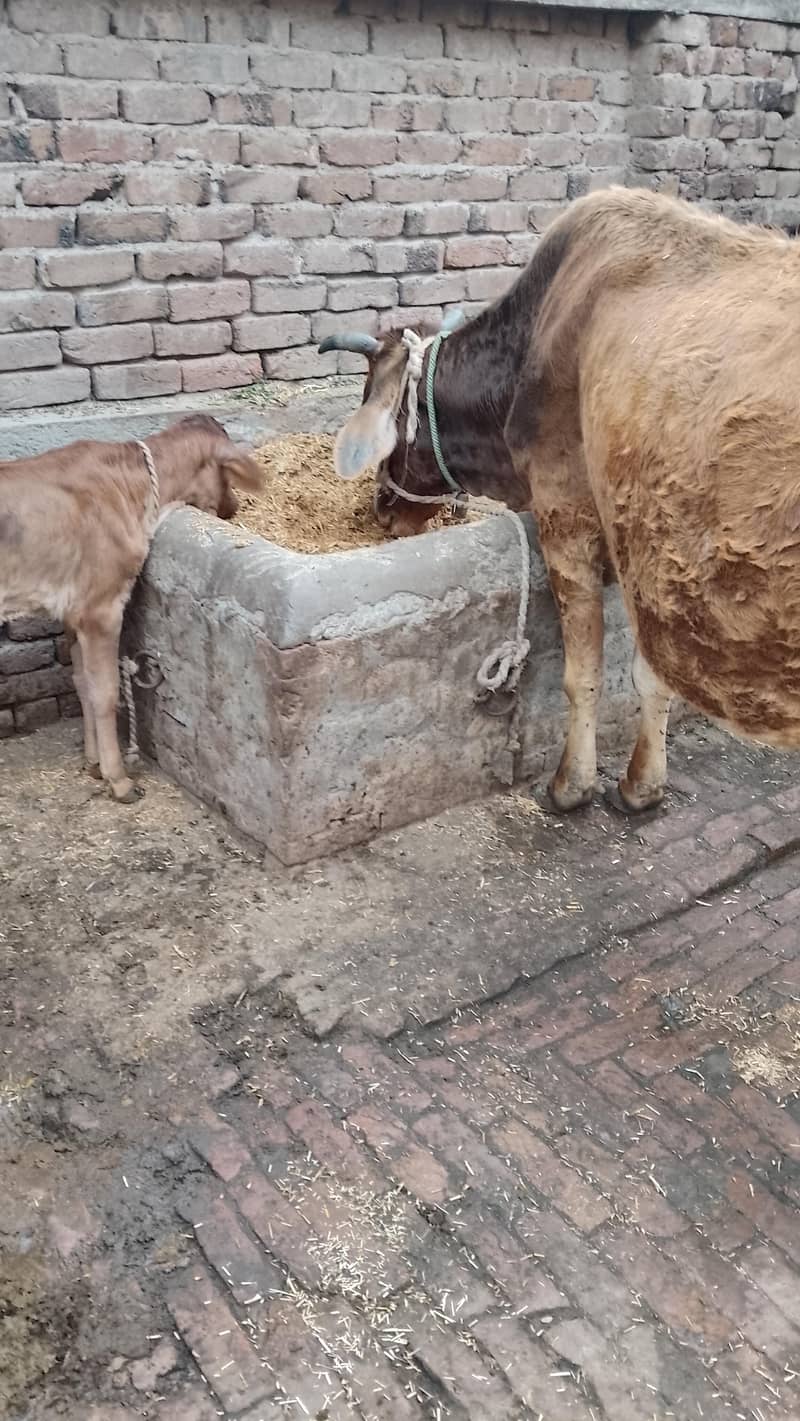 تازہ سوئی گاۓساتھ بچری دودھ14کلو 2