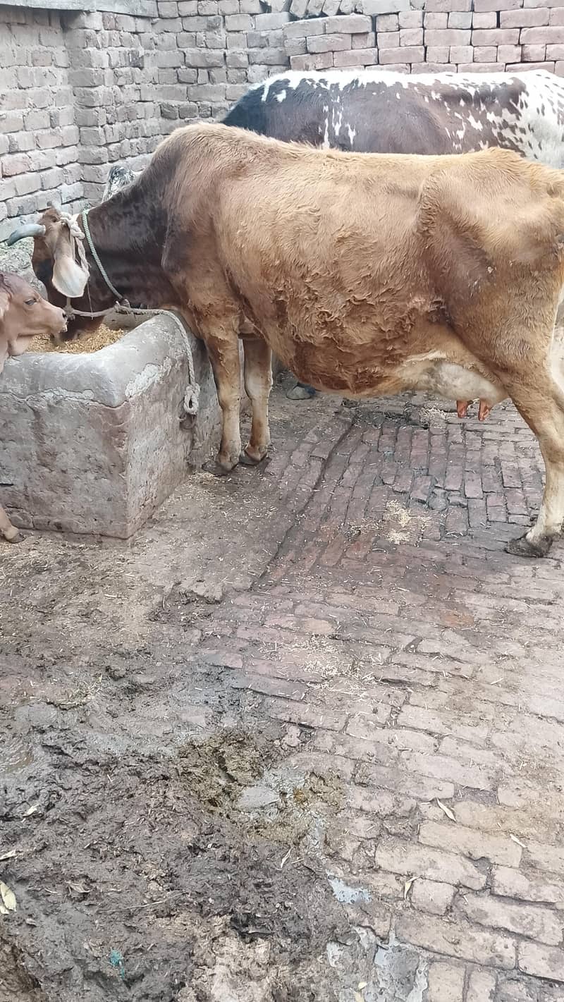 تازہ سوئی گاۓساتھ بچری دودھ14کلو 3