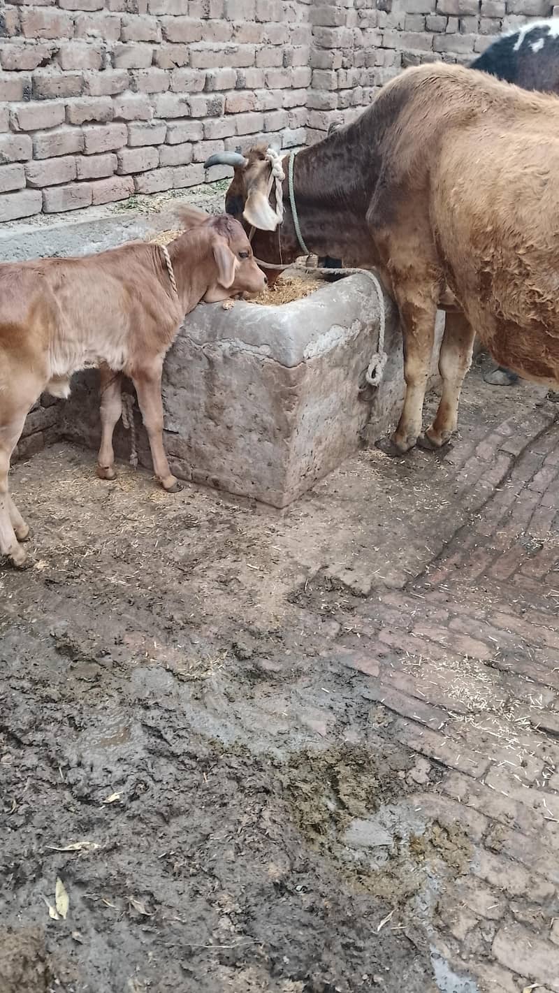 تازہ سوئی گاۓساتھ بچری دودھ14کلو 4