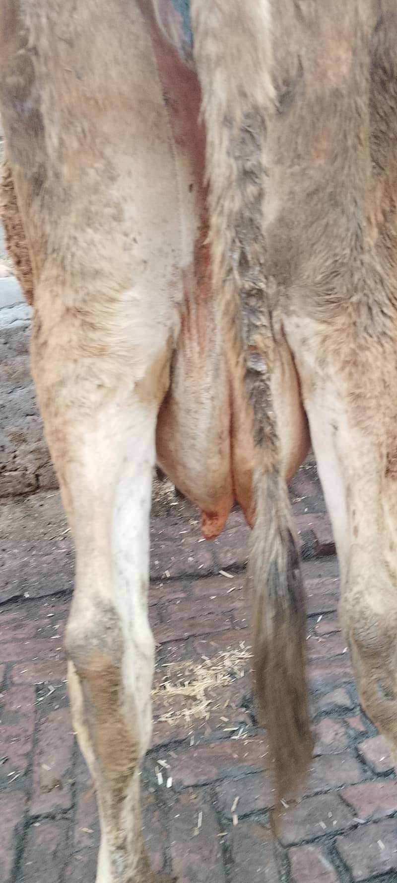 تازہ سوئی گاۓساتھ بچری دودھ14کلو 6