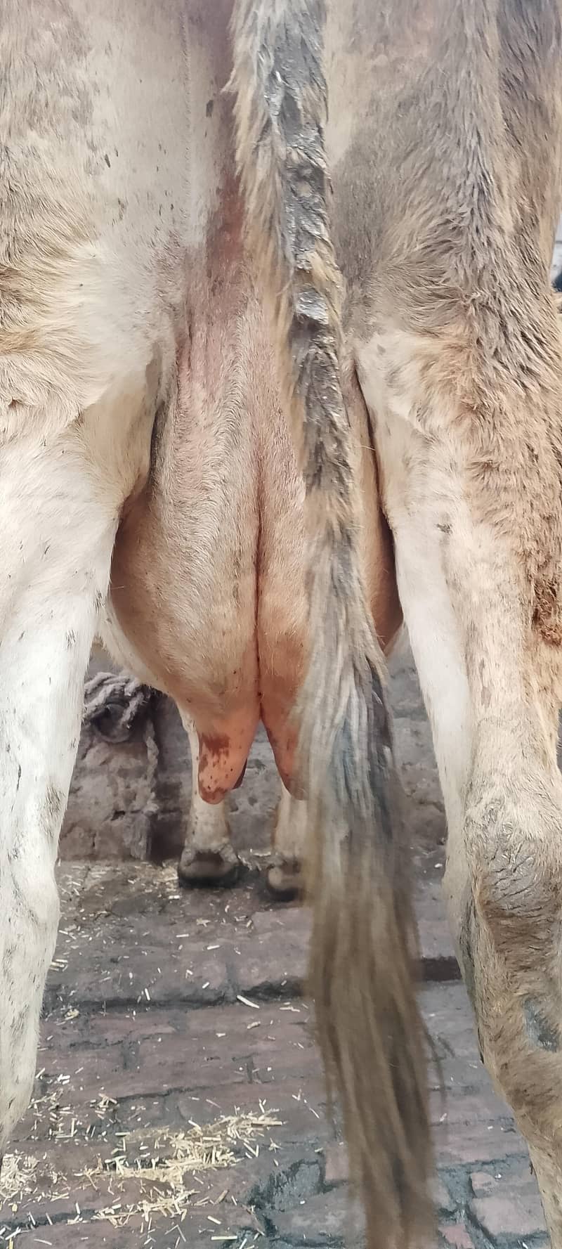 تازہ سوئی گاۓساتھ بچری دودھ14کلو 7