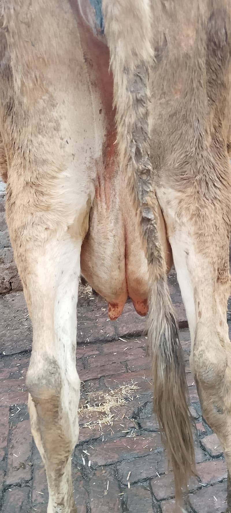 تازہ سوئی گاۓساتھ بچری دودھ14کلو 8