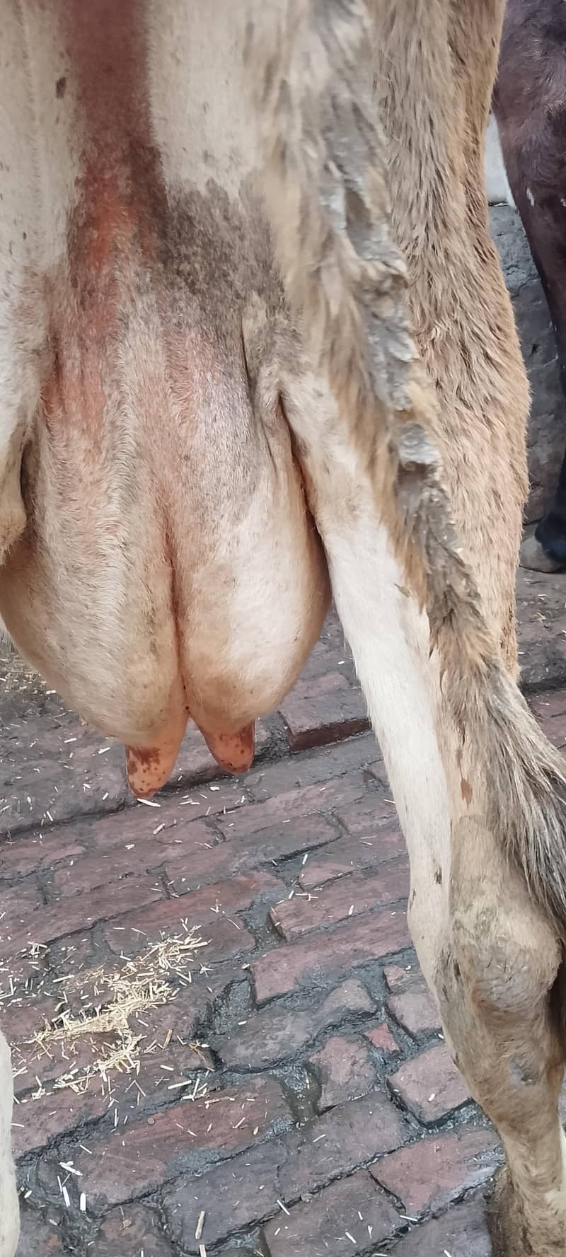 تازہ سوئی گاۓساتھ بچری دودھ14کلو 9