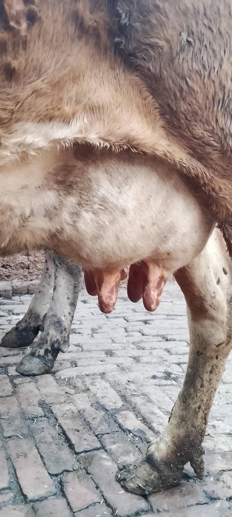 تازہ سوئی گاۓساتھ بچری دودھ14کلو 10