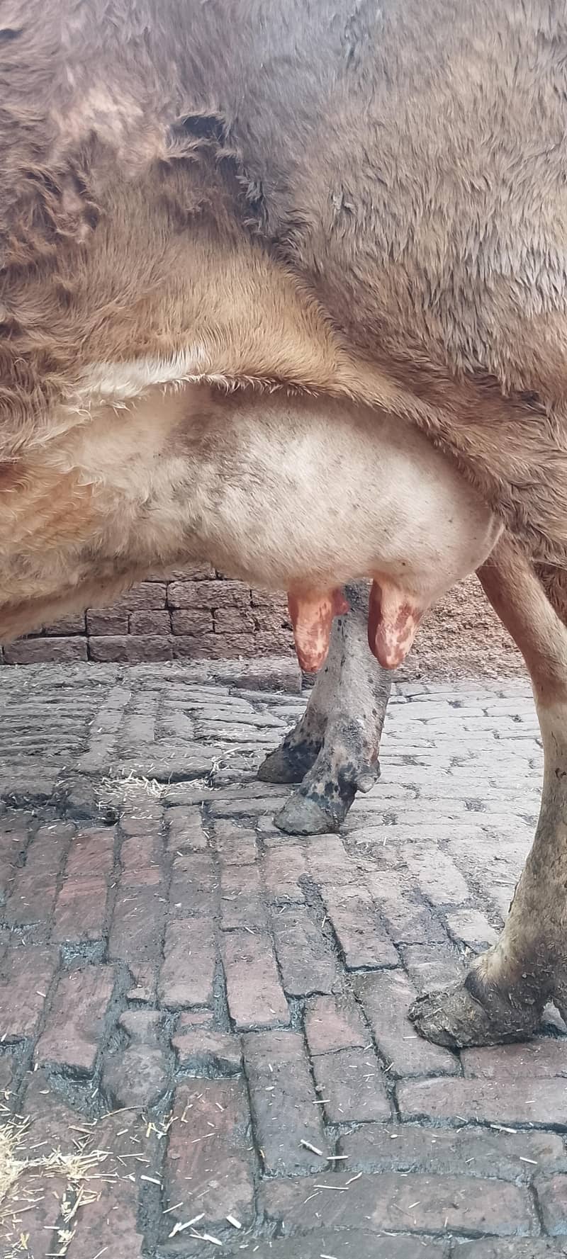 تازہ سوئی گاۓساتھ بچری دودھ14کلو 11