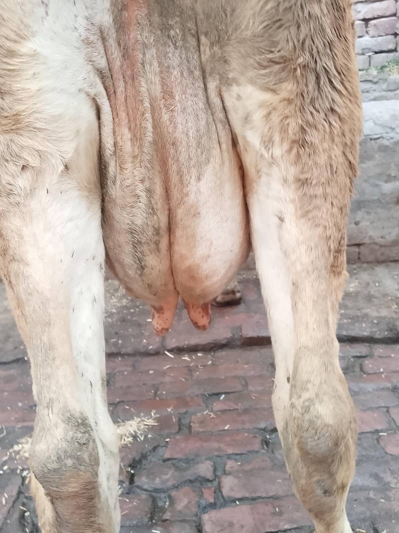 تازہ سوئی گاۓساتھ بچری دودھ14کلو 12