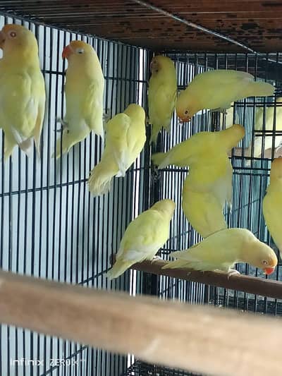 different love bird variety are available contact number 03213319880