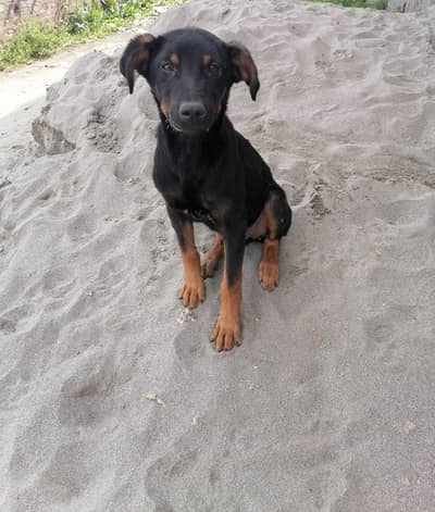 Doberman dog for sale pedigree
