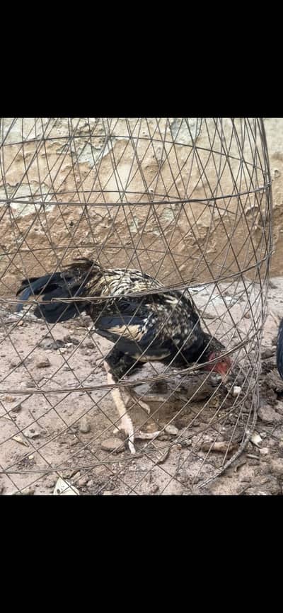 Aseel pathy for sale