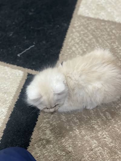 Persian male and female