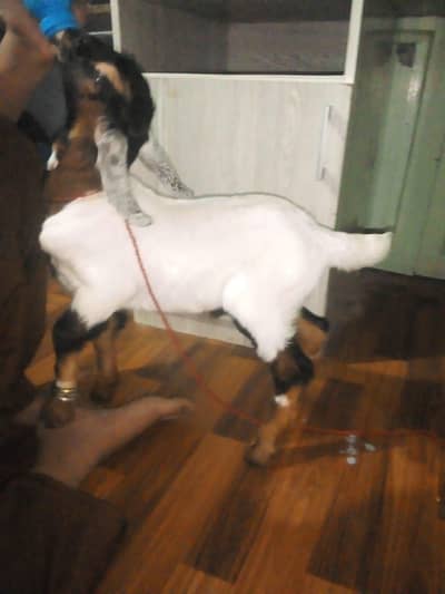 2 Month Male Kid add pura perh kr rabta krna