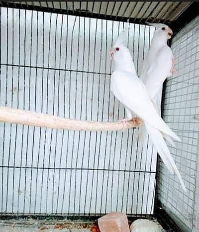 Cockatiel breeder pair Red eyes