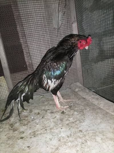 Pure mianwali Aseel sawa mushka lasani male Available for sale