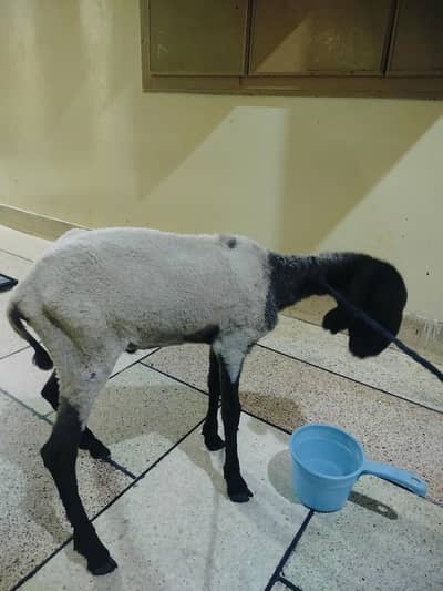 desi chatra bacha male 4 moth