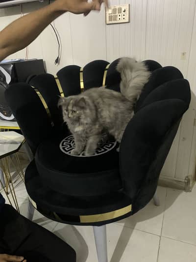 Munchkin female cat for sale