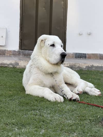 Alabai puppy (central asian shepherd)