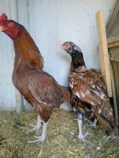 pella zehreela pair for sale