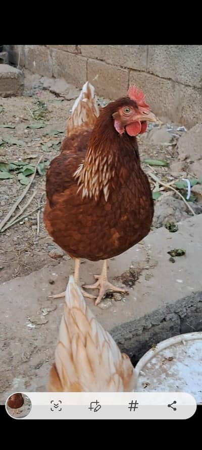 Aoa, I want sale Lohman Brown Egg Laying Hen,