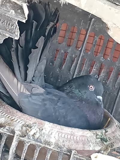 black beauty laka pair