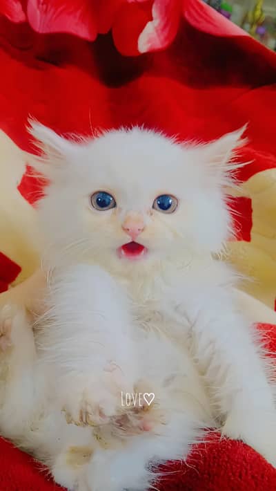 persian kitten for sale