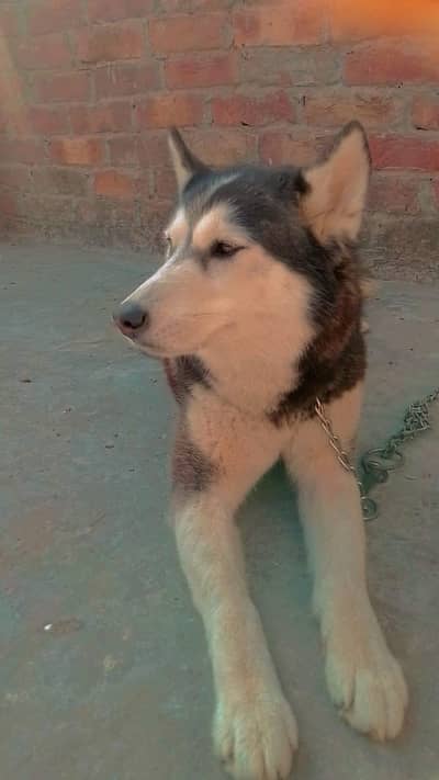 female husky