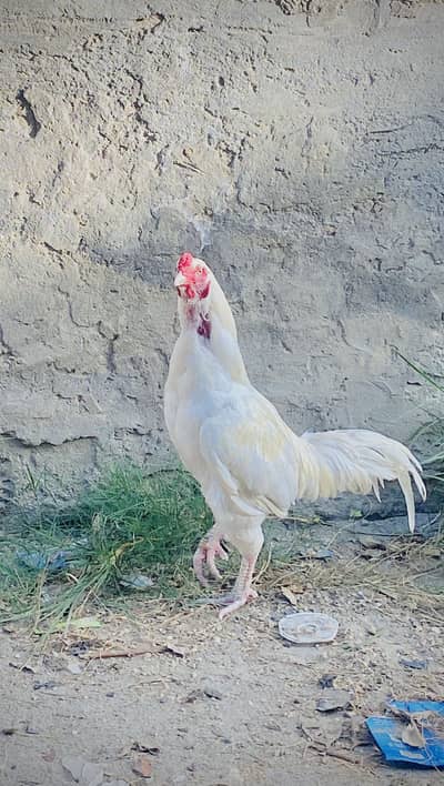 Aseel for sale  breader ha