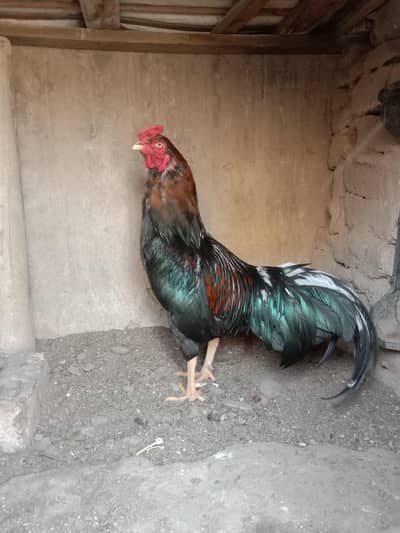 aseel thai cros murga